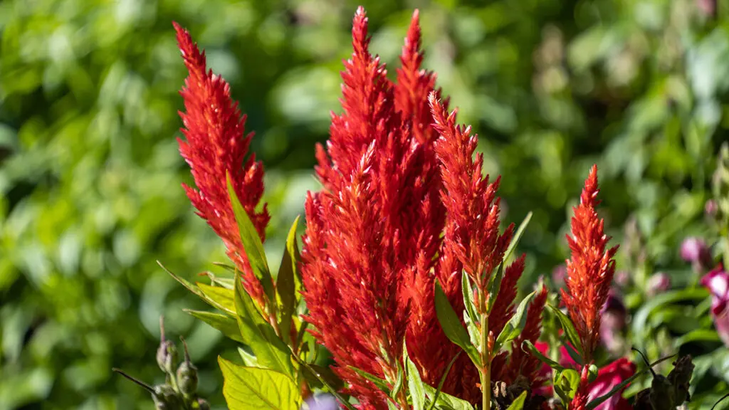 close up of couple red cherry celosia flowers blooming under the