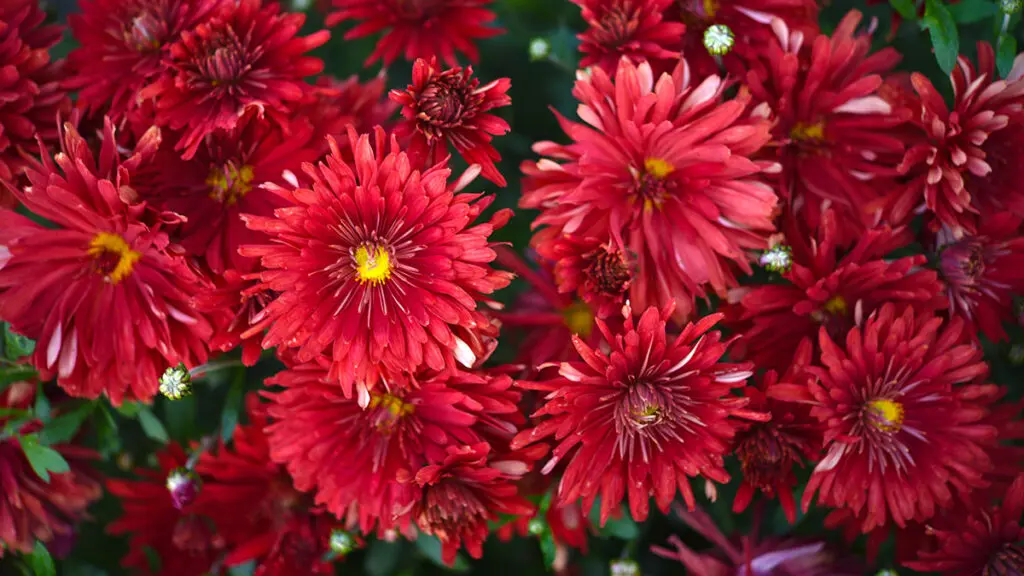 A bouquet of beautiful bright red chrysanthemum flowers in a gre