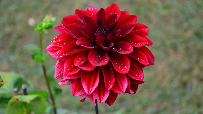 Vivid red dahlia flower with water drops in a garden, top view