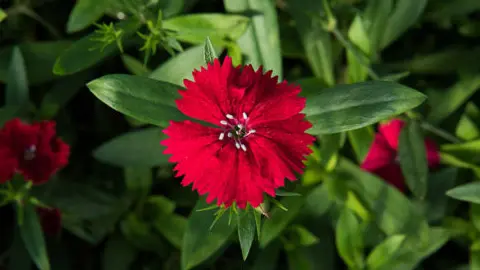types of red flowers dianthus