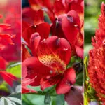 types of red flowers hero
