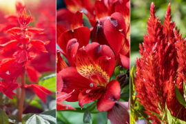 types of red flowers hero