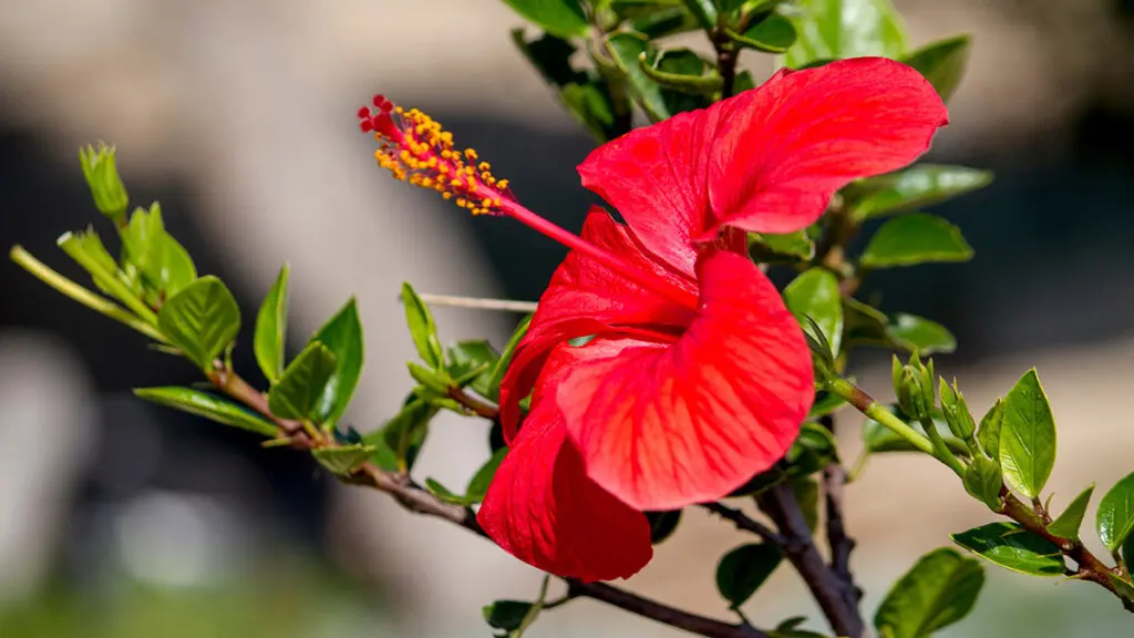 beautiful red hibiscus flower