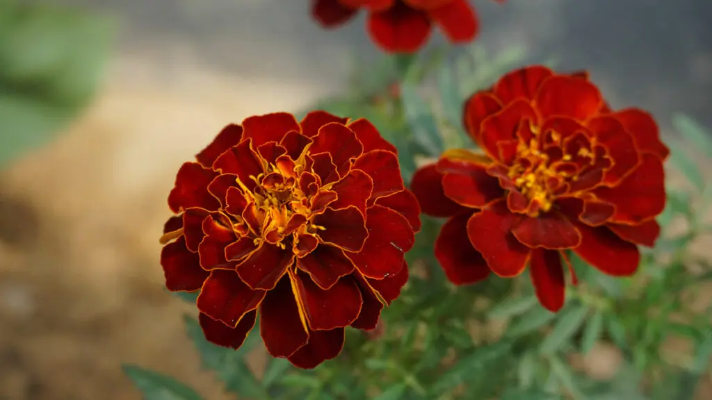 Closeup of red marigold growing in a green garden