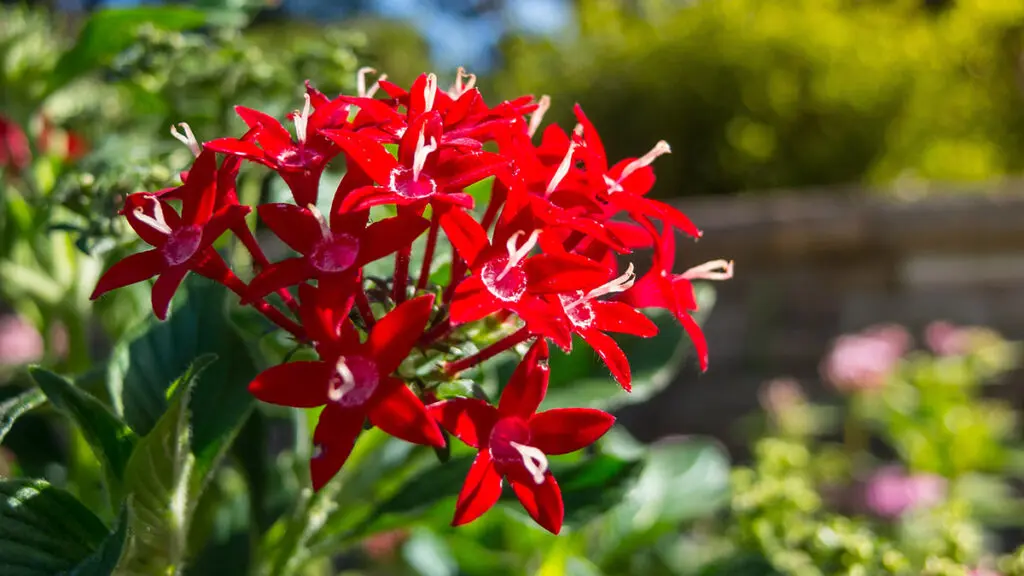Red Pentas Lanceolata (Lucky Star) in a summer at a botanical ga
