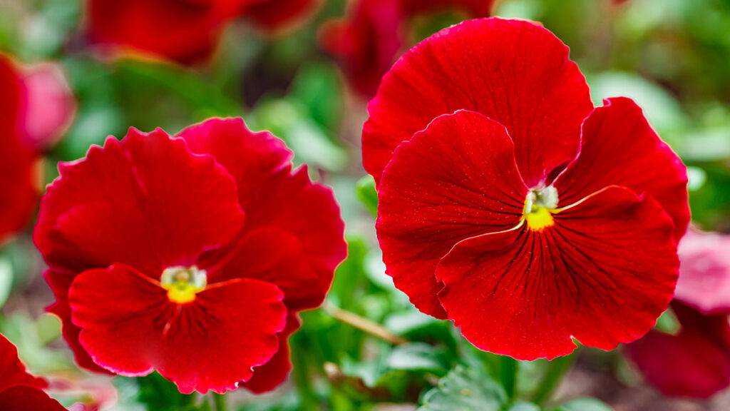 Red petunia flowers close up, top view, selective focus