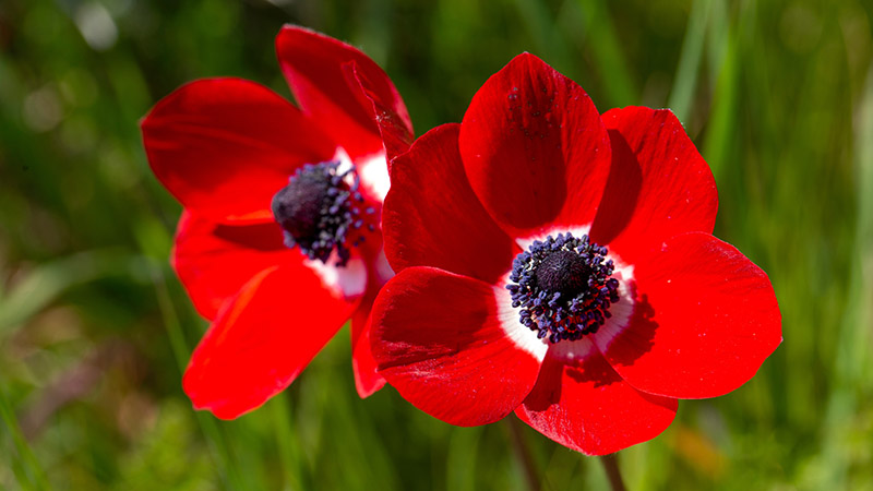 25 Types Of Red Flowers Petal Talk 25 Types Of Red Flowers Petal Talk