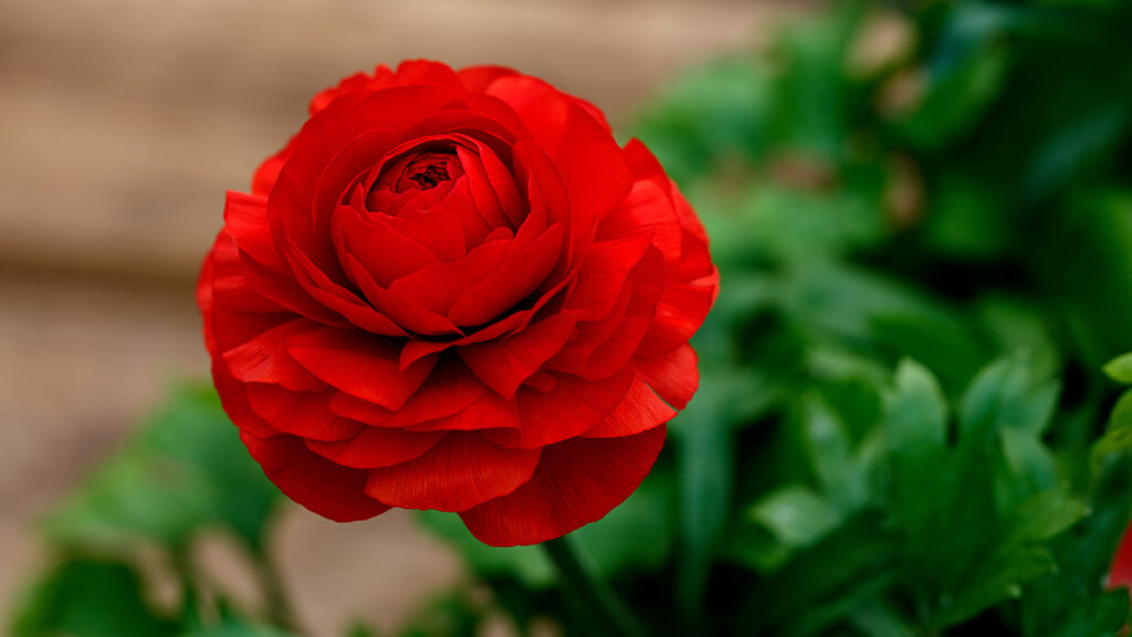 Red ranunculus typically bloom approximately days after plant