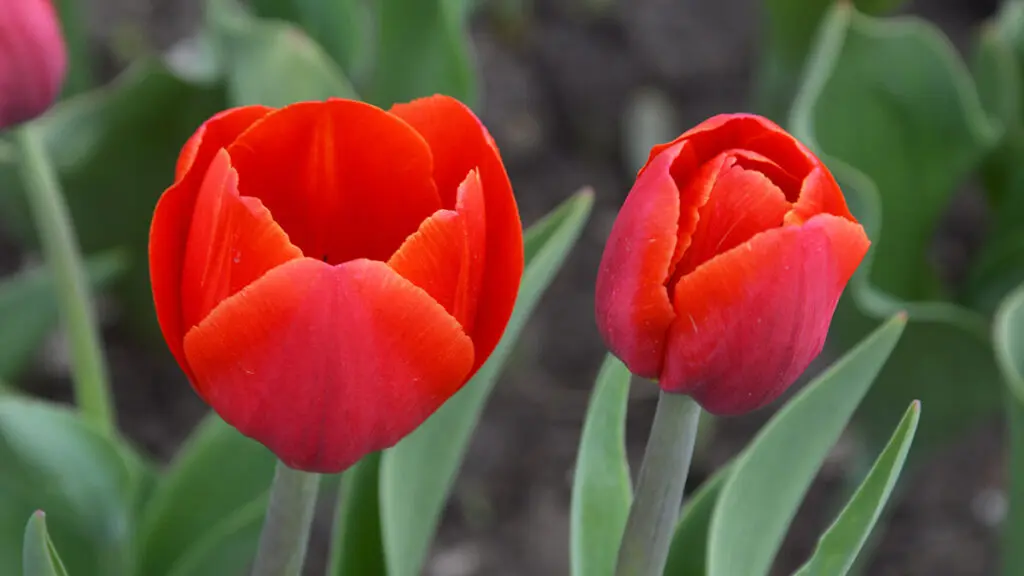 Two bright red tulips on a background of green leaves. Spring flowers.