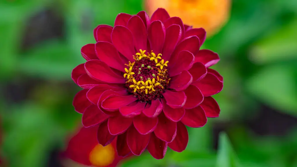 Closeup of a red zinnia in the afternoon sun