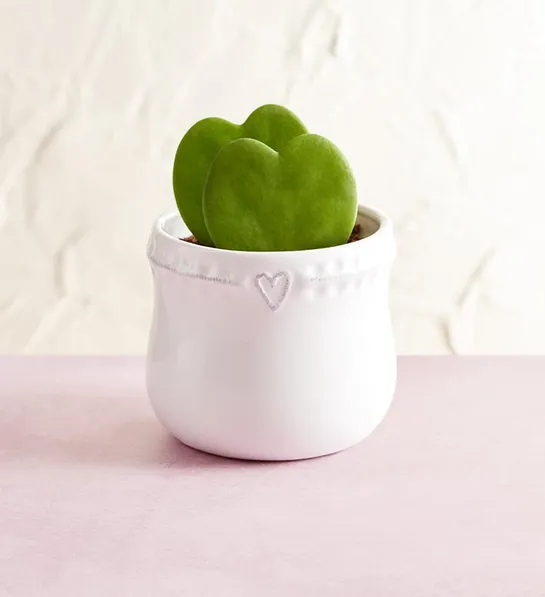 valentines day gifts for yourself Hoya Heart Succulents