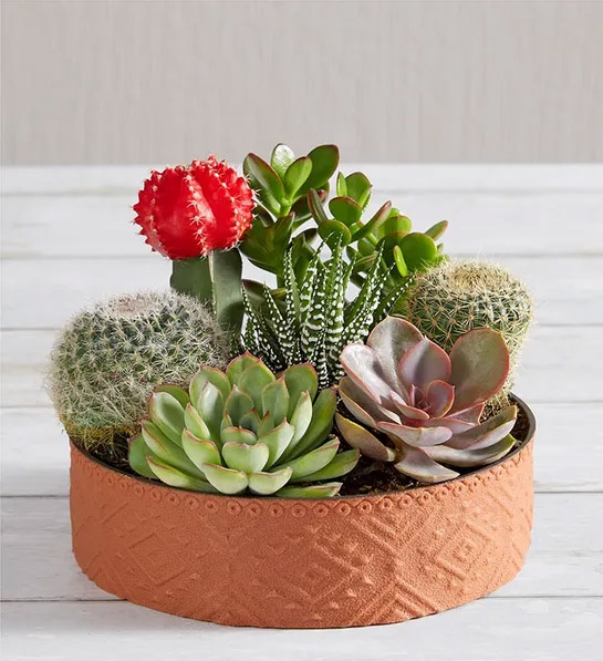 valentine's gift ideas for him Cactus Dish Garden