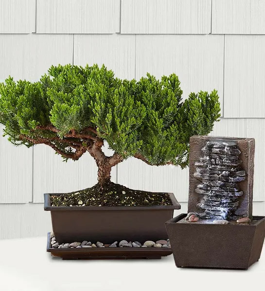 valentines gifts for him Juniper Bonsai