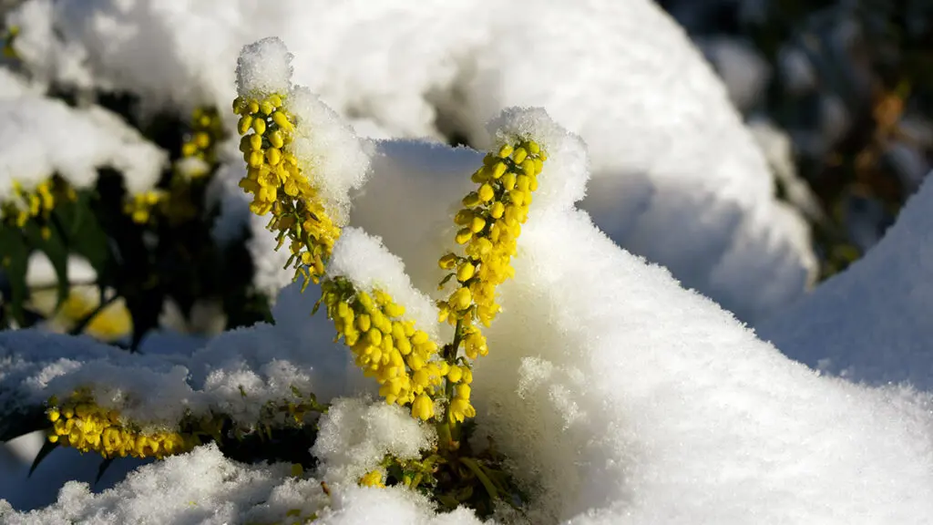 Snow covered Mahonia ‘Winter Sun’ evergreen shrub.