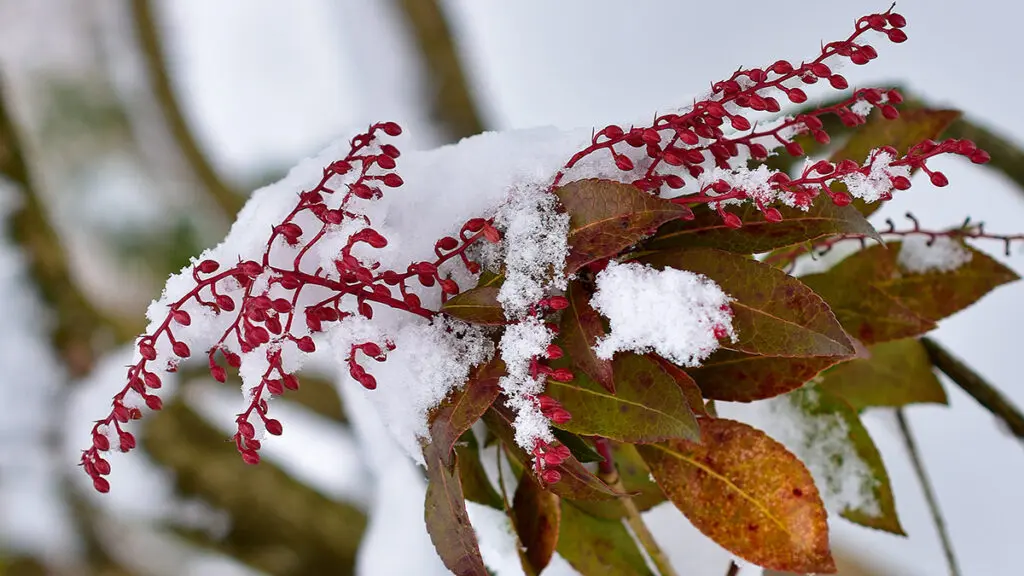 Snow covered branch of Pieris japonica in the garden