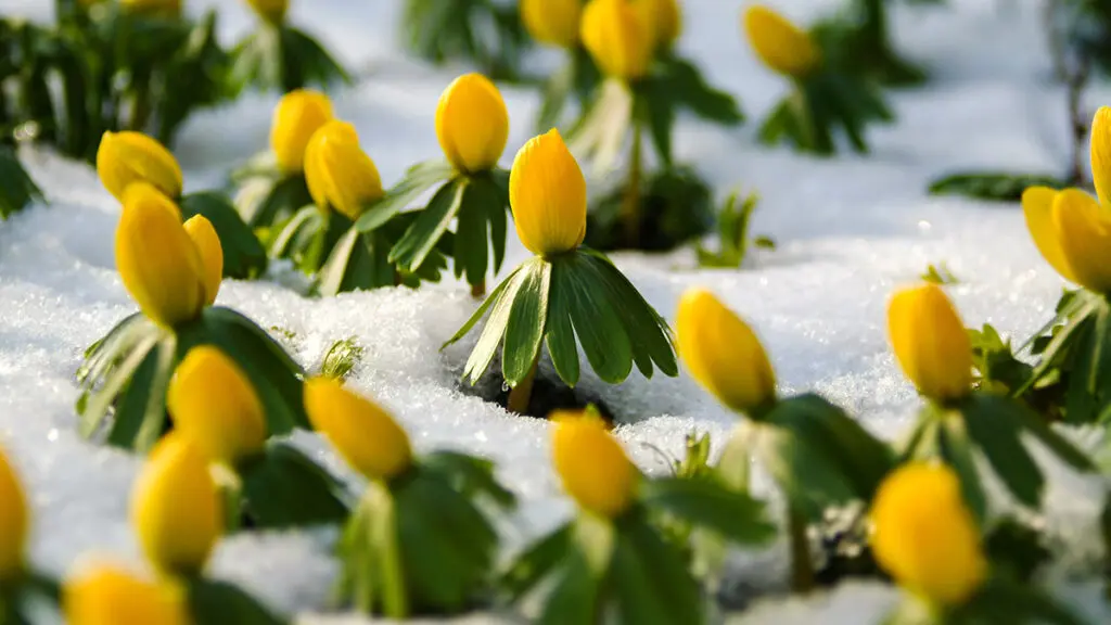 Winterlinge Eranthis hyemalis Blume Schnee Kälte Frost Knospen