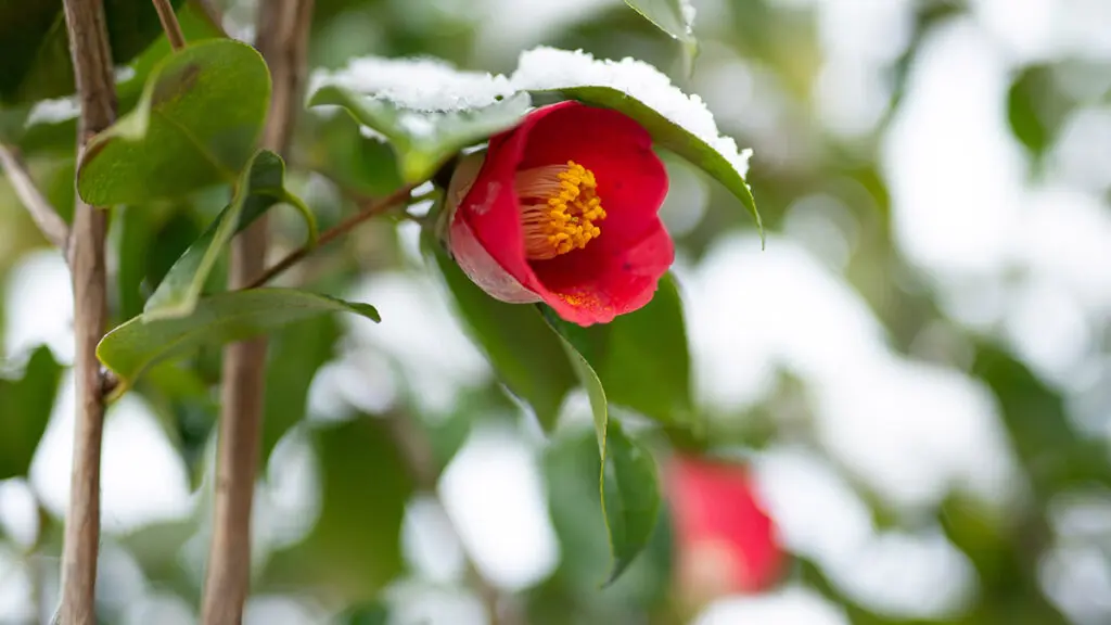 雪の中で咲く椿
