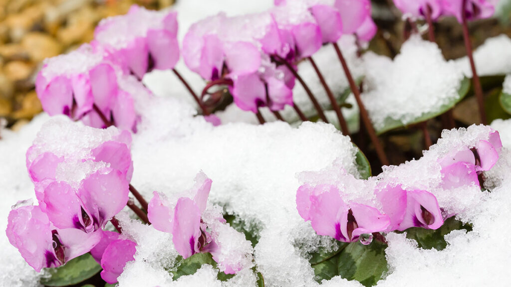 Snow covered cyclamen coum plants, UK