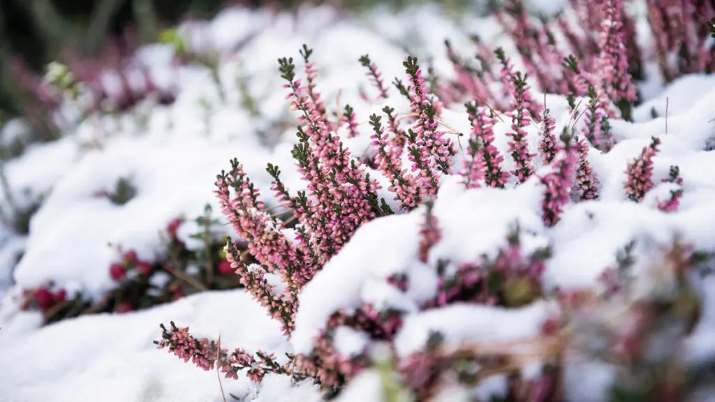 blooming pink Heather covered with the first snow in the garden