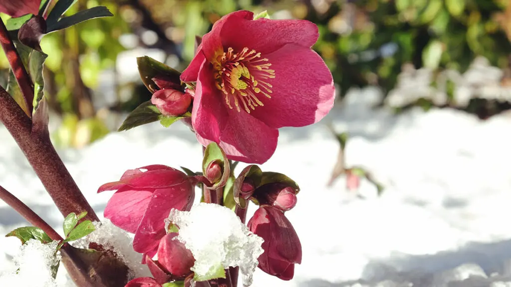 Dark pink hellebores 'Lenten Rose' blooming through a snow cover