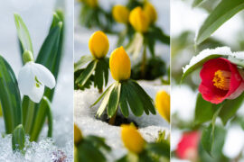 Winter’s Blossoming Beauties: 15 Flowers That Brave the Chill
