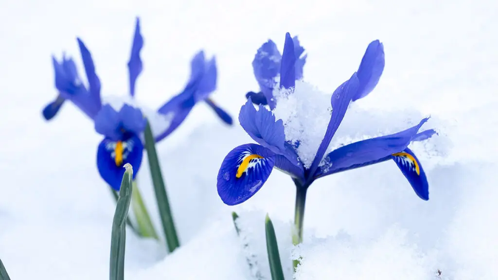 Snow covered Netted Iris (Iris reticulata) flowers