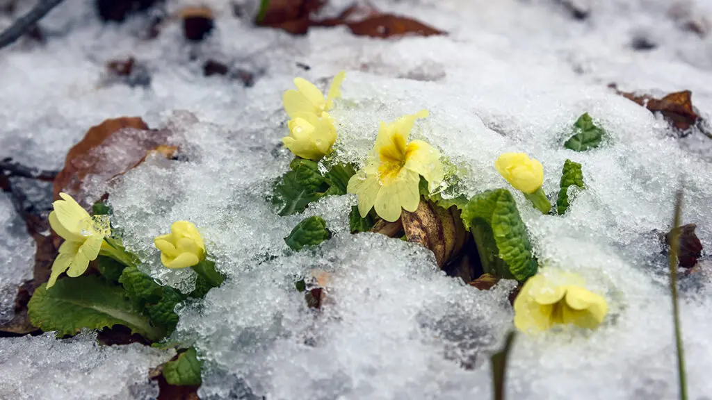 Spring flowers Primula vulgaris under the snow