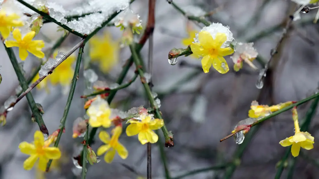 Pflanze Winter jasmin, Jasminum nudiflorum, mit gelben Blüten u