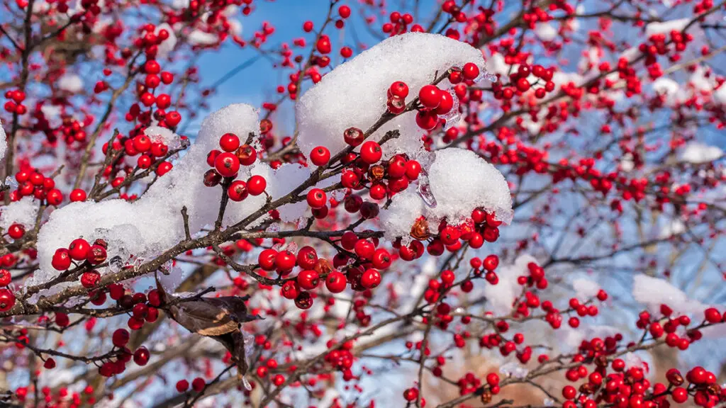 Snow covered red winterberries with snow slowly melting clumped