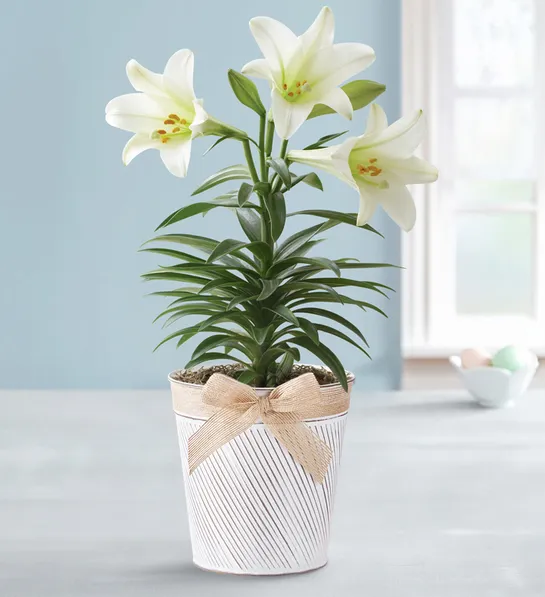 easter gift ideas for adults easter blessing lily