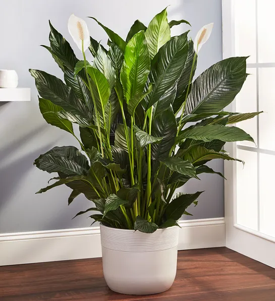 easter lily care Calming Peace Lily Plant