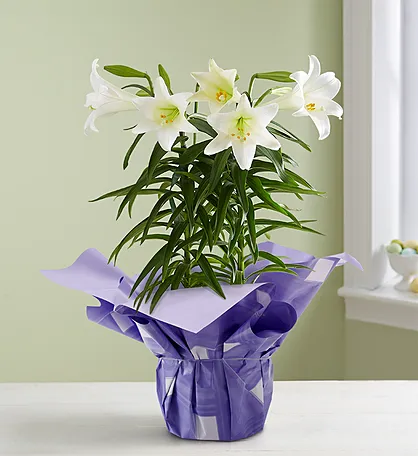 easter lily care Easter Sentiments Lily Plant