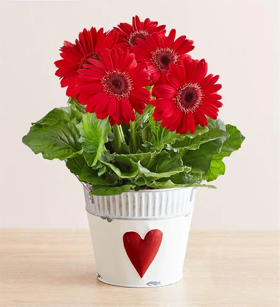 gerbera daisy care Hearts in Bloom Gerbera Daisy