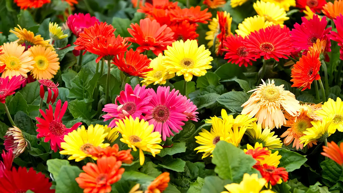 Colorful daisy flowers in the garden