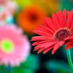 Gerbera Daisy