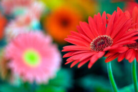 A Comprehensive Guide to Caring for Gerbera Daisies