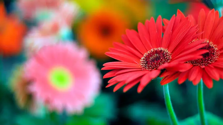 A Comprehensive Guide to Caring for Gerbera Daisies Gerbera Daisy