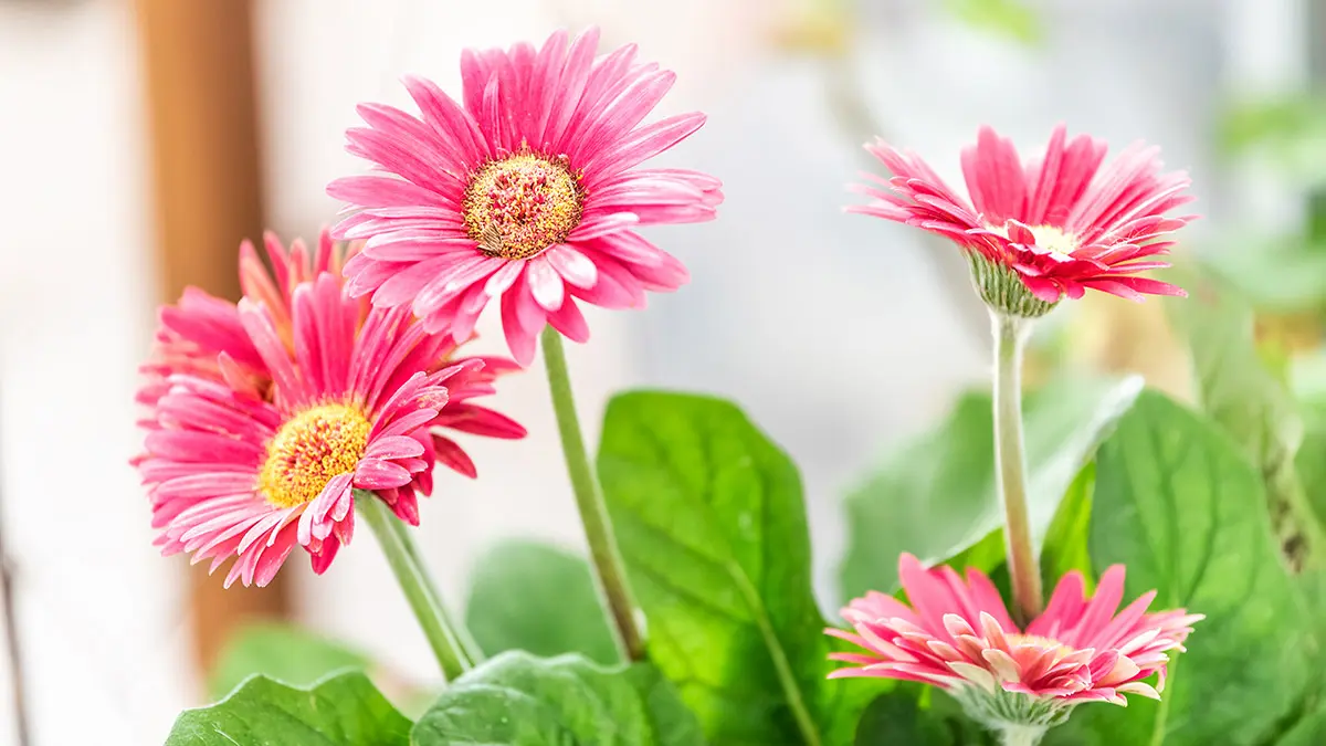 Macro closeup of flower pot with pink gerbera daisies potted pla