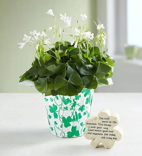 good luck gifts Lucky Clovers Oxalis Plant