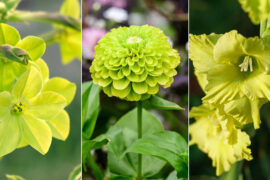A Verdant Variety of Blooms: 20 Types of Green Flowers