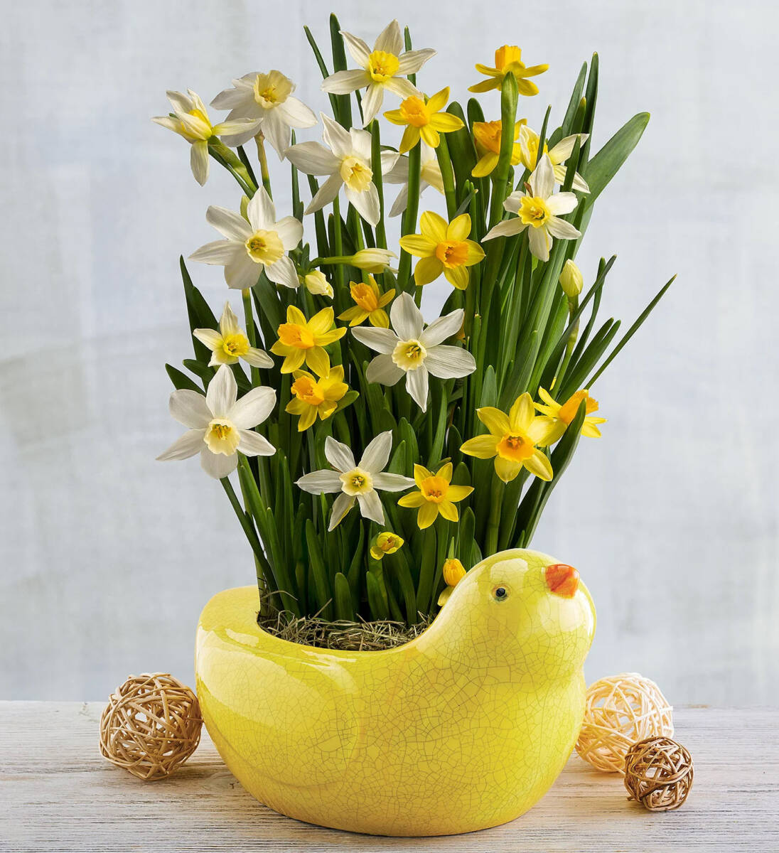 march birth flowers Daffodil Bulb Garden in Chick Planter