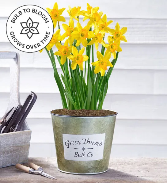 march birth flowers Delightful Daffodil Bulbs