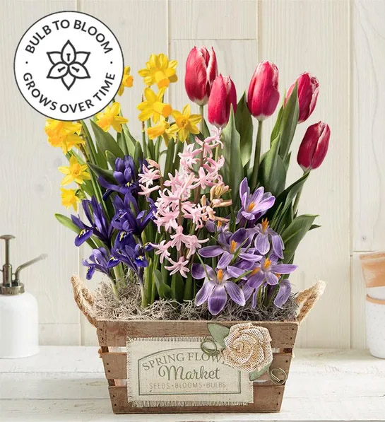 march birth flowers Farmstand Bulb Garden