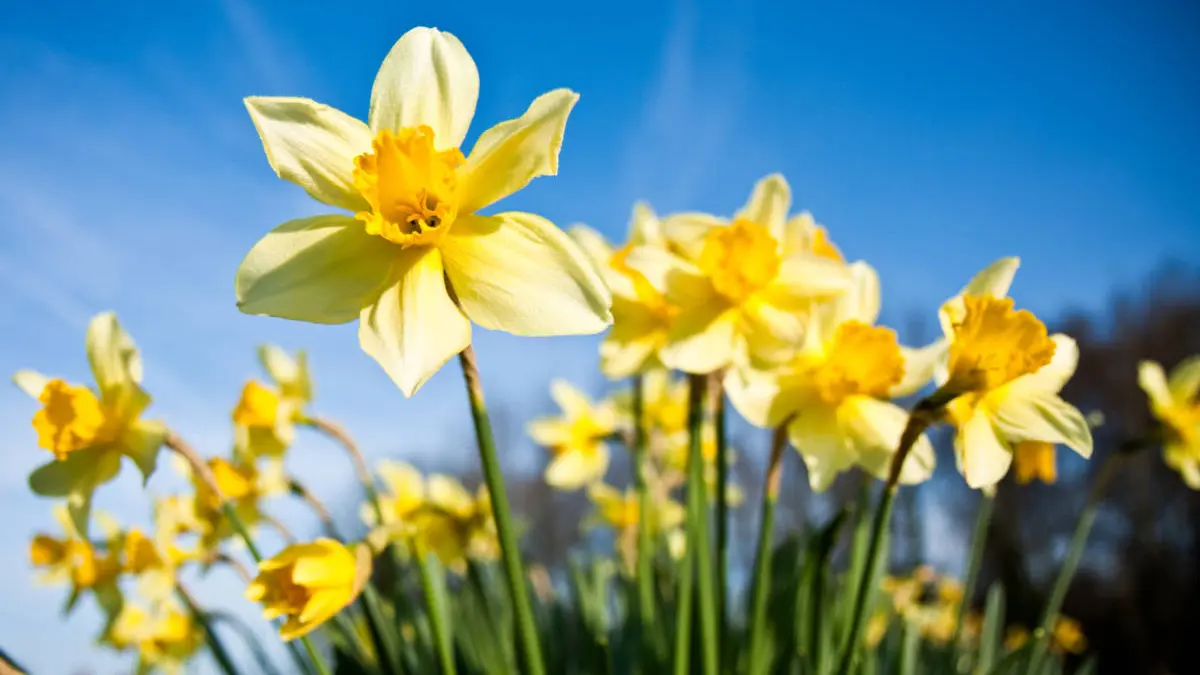 Differentiële focus van narcissen met ochtenddauw