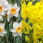 march birth flowers hero