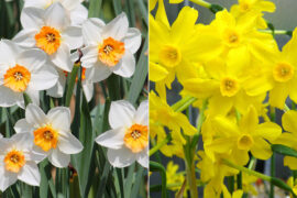 March Birth Flowers: All About the Daffodil and Jonquil