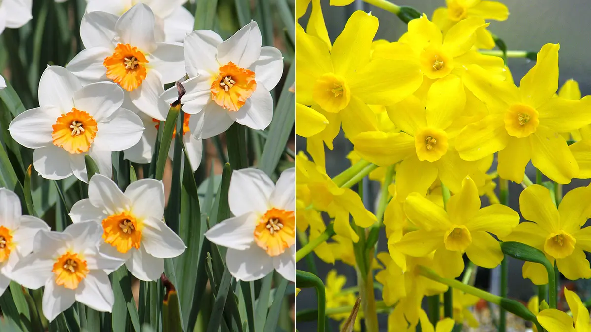 maart geboorte bloemen held