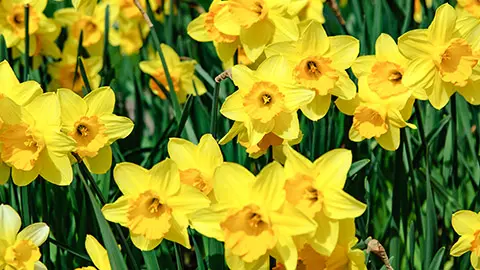 Narzissenfeld in Frühling