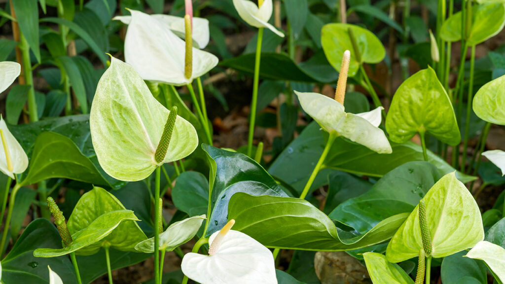 types of green flowers Group of fresh white and green Anthurium lily or flamingo lily f