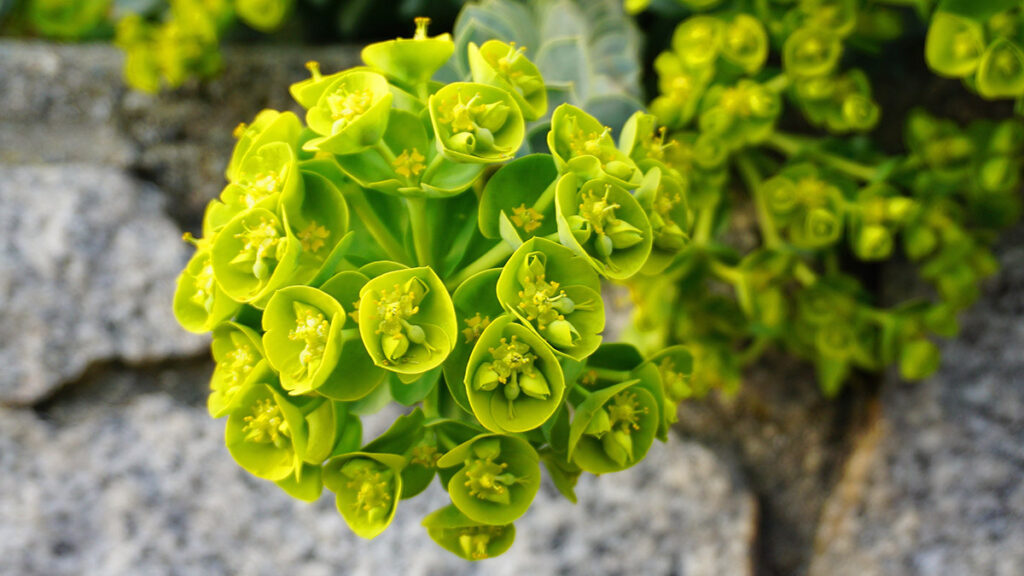 types of green flowers Close up beautiful Bells of Ireland flowers. Shell flower.